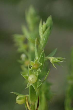 Lysimachia linum-stellatum \ Stern-Lein / Flax-Leaved Loosestrife, F Martigues 17.3.2024