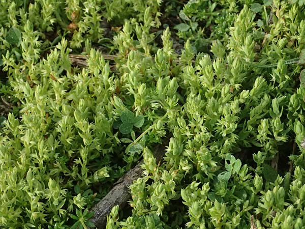 Lysimachia linum-stellatum \ Stern-Lein, F Martigues 17.3.2024