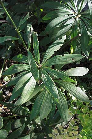 Lilium martagon \ Trkenbund-Lilie / Turkscap Lily, F Pyrenäen/Pyrenees, Eyne 9.8.2006