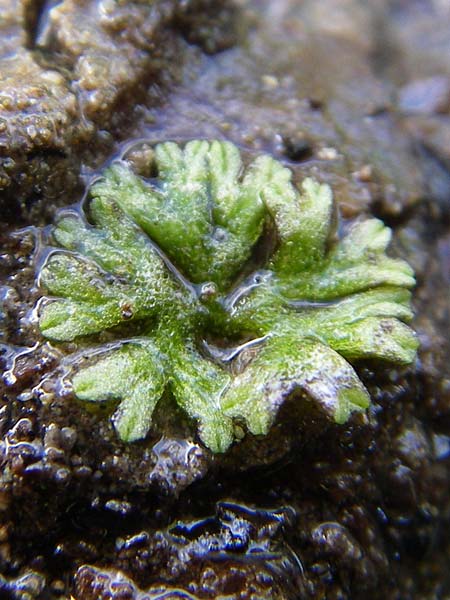 Riccia glauca ? \ Blaugrnes Stern-Lebermoos / Glaucous Crystalwort, F Vogesen/Vosges, Lac de la Lauch 3.8.2008