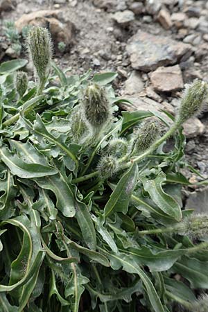 Scorzoneroides montana \ Berg-Schuppenlwenzahn / Mountain Hawkbit, F Col de la Bonette 8.7.2016