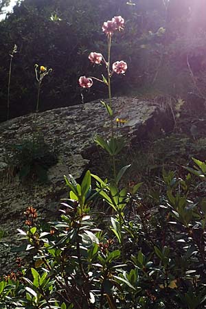 Lilium martagon / Turkscap Lily, F Pyrenees, Eyne 4.8.2018