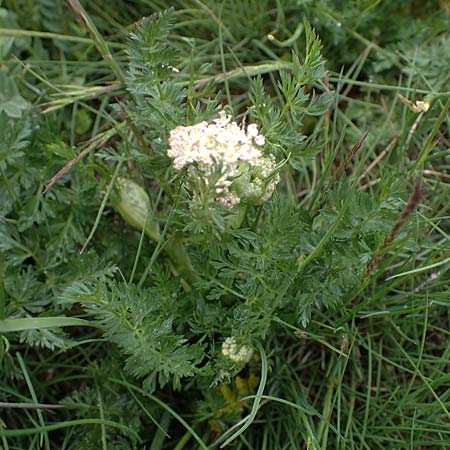 Ligusticum mutellina \ Alpen-Mutterwurz / Mutelline, F Queyras, Fontgillarde 30.4.2023