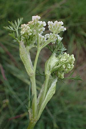 Ligusticum mutellina \ Alpen-Mutterwurz, F Queyras, Fontgillarde 30.4.2023