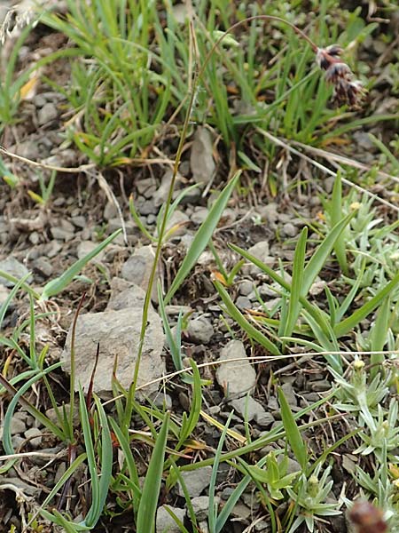 Luzula nutans / Nutant Wood-Rush, F Col de la Bonette 8.7.2016