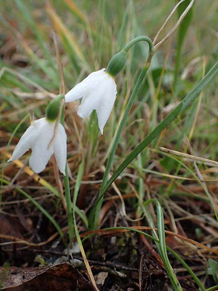 Acis nicaeensis \ Nizza-Knotenblume / Nice Snowflake, F Col d'Eze 1.5.2023