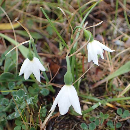 Acis nicaeensis \ Nizza-Knotenblume / Nice Snowflake, F Col d'Eze 1.5.2023