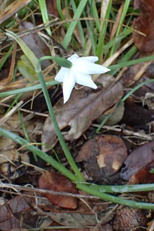 Acis nicaeensis \ Nizza-Knotenblume / Nice Snowflake, F Col d'Eze 1.5.2023