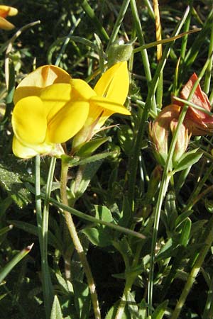 Lotus corniculatus \ Gewhnlicher Hornklee, F Mont Aigoual 8.6.2006