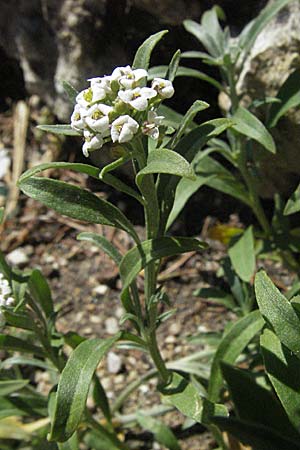 Lobularia maritima \ Strandkresse, Weies Steinkraut, F Avignon 7.8.2006