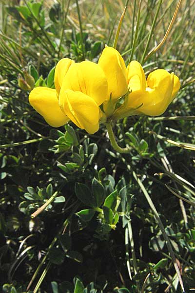 Lotus alpinus \ Alpen-Hornklee / Alpine Bird's-Foot Trefoil, Andorra Grau Roig 10.8.2006