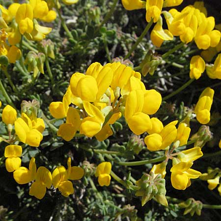 Coronilla minima \ Kleine Kronwicke / Small Scorpion Vetch, F Castellane 12.5.2007