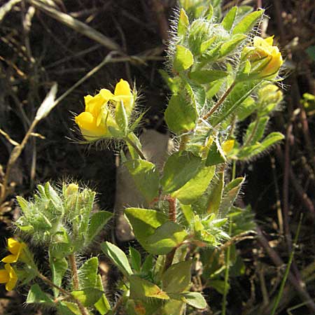 Lotus pedunculatus \ Sumpf-Hornklee / Greater Bird's-Foot Trefoil, F Maures, Bois de Rouquan 12.5.2007