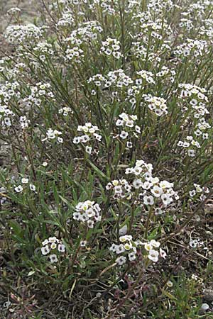 Lobularia maritima \ Strandkresse, Weies Steinkraut / Sweet Alison, F Camargue 13.5.2007