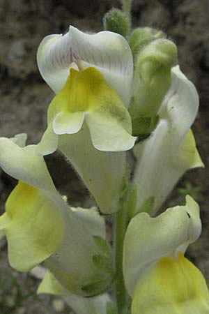 Antirrhinum latifolium \ Breitblttriges Lwenmaul, F Corbières, Talairan 13.5.2007