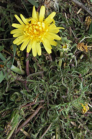 Taraxacum pyrenaicum ? \ Pyrenen-Lwenzahn, F Pyrenäen, Olette 14.5.2007