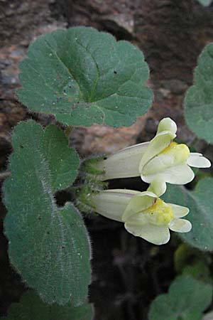 Asarina procumbens / Trailing Snapdragon, F Pyrenees, Olette 14.5.2007