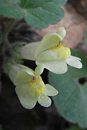 Asarina procumbens / Trailing Snapdragon, F Pyrenees, Olette 14.5.2007