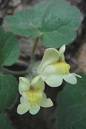 Asarina procumbens / Trailing Snapdragon, F Pyrenees, Olette 14.5.2007