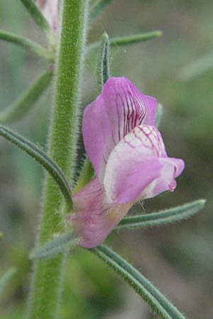 Misopates orontium / Weasel's-Snout, Lesser Snapdragon, F Aubenas 16.5.2007