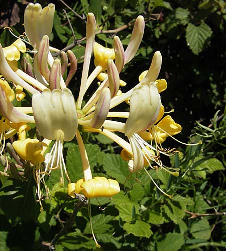 Lonicera etrusca \ Etruskisches Geiblatt / Etruscan Honeysuckle, F Causse du Larzac 3.6.2009