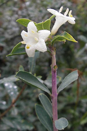 Lonicera pyrenaica \ Pyrenen-Heckenkirsche / Pyrenean Honeysuckle, F Botan. Gar.  Tourmalet 26.8.2011