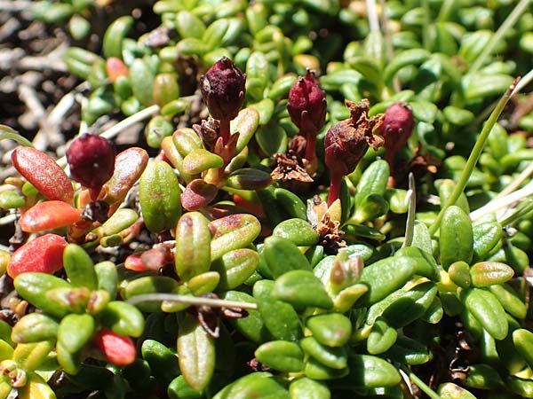 Kalmia procumbens \ Alpen-Azalee, Gmsheide, F Pyrenäen, Mont Louis 3.8.2018