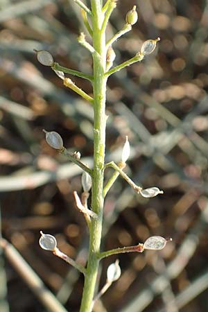 Lobularia maritima \ Strandkresse, Weies Steinkraut, F Canet-en-Roussillon 11.8.2018