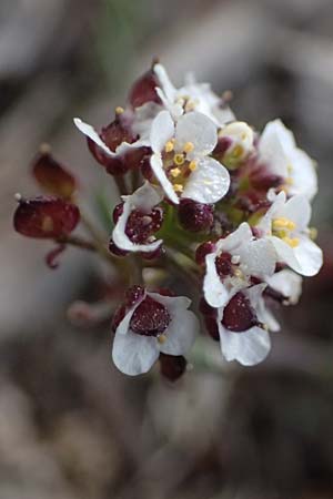 Lobularia maritima \ Strandkresse, Weies Steinkraut, F Martigues 17.3.2024