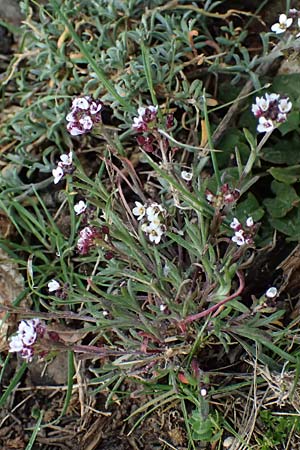 Lobularia maritima \ Strandkresse, Weies Steinkraut / Sweet Alison, F Martigues 17.3.2024