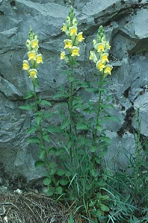 Antirrhinum latifolium \ Breitblttriges Lwenmaul, F St. Michel-les-Portes 25.5.2005