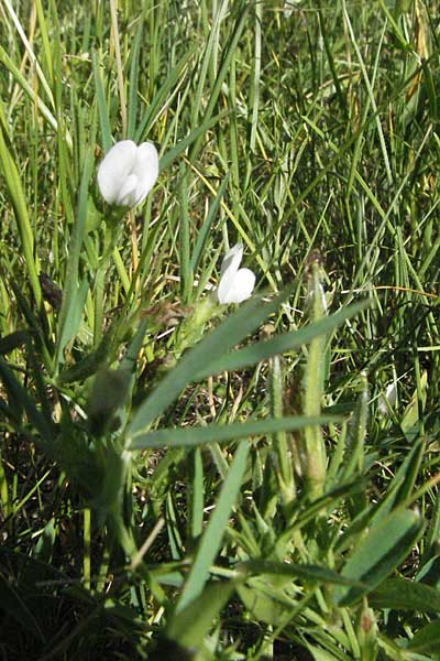 Lathyrus pannonicus \ Ungarische Platterbse / Hungarian Pea, F Causse du Larzac 7.6.2006