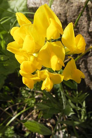 Lathyrus pratensis \ Wiesen-Platterbse, F Col de la Bonette 8.7.2016