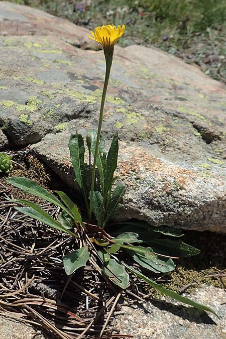 Scorzoneroides pyrenaica \ Pyrenen-Schuppenlwenzahn / Pyrenean Hawkbit, F Pyrenäen/Pyrenees, Mont Louis 3.8.2018