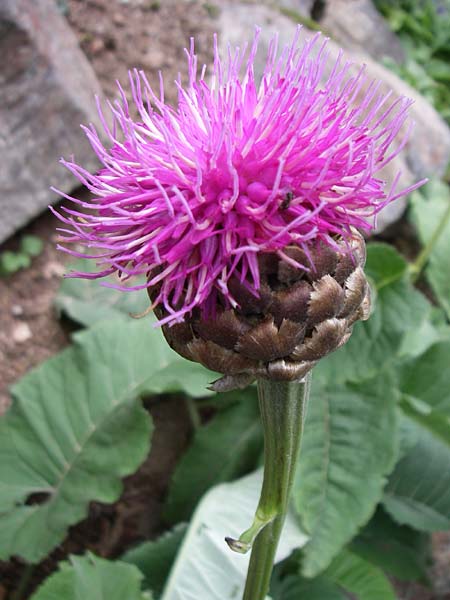 Rhaponticum scariosum subsp. rhaponticum \ Alpen-Bergscharte, Riesen-Flockenblume / Giant Knapweed, F Vogesen/Vosges, Botan. Gar.  Haut Chitelet 5.8.2008