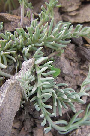 Linaria supina \ Niedriges Leinkraut / Prostrate Toadflax, F Col de la Bonette 8.7.2016