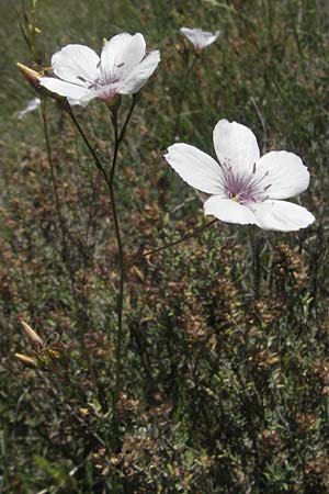 Linum tenuifolium \ Schmalblttriger Lein / Narrow-Leaved Flax, F Rochefort-en-Valdaine 10.6.2006