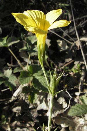 Linum trigynum \ Dreigriffeliger Lein / Southern Flax, F Serres 10.6.2006