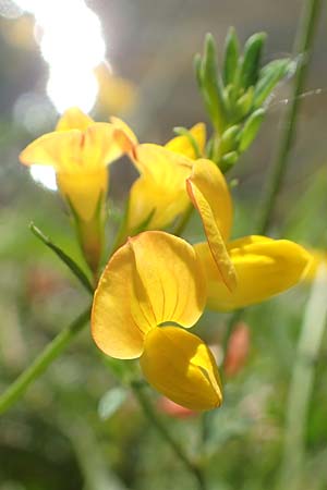 Lotus tenuis \ Schmalblttriger Hornklee, Salz-Hornklee / Narrow-Leaf Bird's-Foot Trefoil, F Pyrenäen/Pyrenees, Prades 22.7.2018