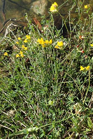 Lotus tenuis \ Schmalblttriger Hornklee, Salz-Hornklee / Narrow-Leaf Bird's-Foot Trefoil, F Pyrenäen/Pyrenees, Prades 22.7.2018