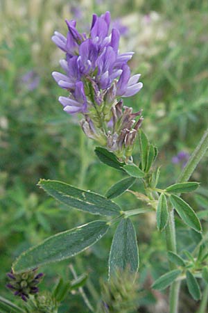 Medicago sativa \ Luzerne, Saat-Luzerne, F St. Martin-de-Crau 13.5.2007