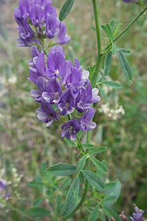 Medicago sativa \ Luzerne, Saat-Luzerne / Lucerne, Alfalfa, F Camargue 13.5.2007