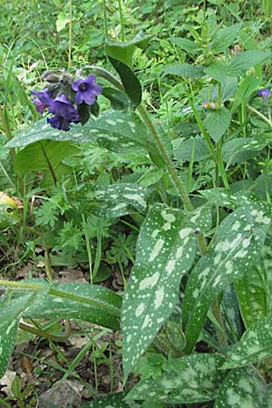 Pulmonaria affinis \ hnliches Lungenkraut / Lungwort, F Corbières, Talairan 13.5.2007