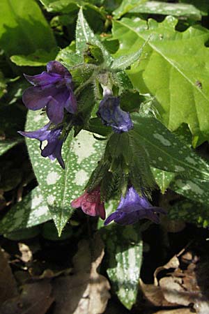 Pulmonaria affinis \ hnliches Lungenkraut / Lungwort, F Causse du Larzac 15.5.2007