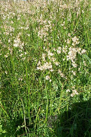 Luzula luzuloides \ Weiliche Hainsimse / White Wood-Rush, F Vogesen/Vosges, Grand Ballon 21.6.2008