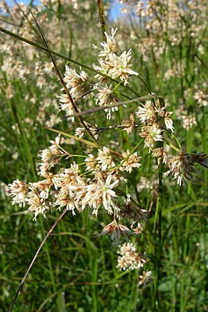 Luzula luzuloides \ Weiliche Hainsimse / White Wood-Rush, F Vogesen/Vosges, Grand Ballon 21.6.2008