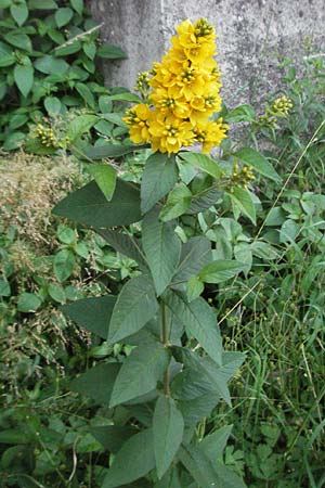 Lysimachia vulgaris / Yellow Loosestrife, F Valleraugue 8.6.2006