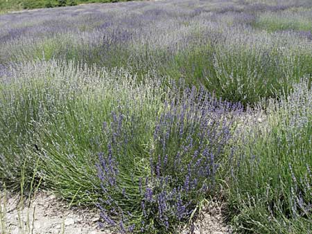 Lavandula angustifolia \ Echter Lavendel / Common Lavender, F Rochefort-en-Valdaine 10.6.2006
