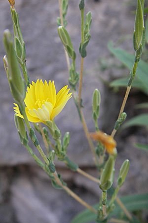 Lactuca viminea subsp. chondrilliflora / Skeletonweed-Flowered Lettuce, F Causse de Blandas 30.5.2009