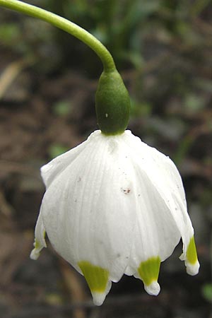 Leucojum vernum \ Frhlings-Knotenblume, Mrzenbecher / Spring Snowflake, F Seltz 10.3.2013